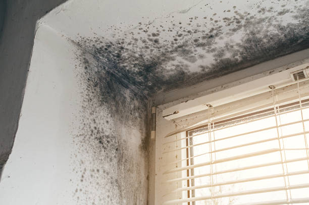 Affordable Crawl Space Mold Remediation solutions in Round Hill, VA